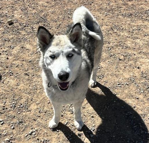 adoptable Dog in Santa Fe, NM named ZA