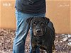 adoptable Dog in santa fe, NM named MITCH