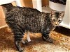 adoptable Cat in santa fe, NM named VATO