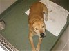 adoptable Dog in santa fe, NM named MORTY