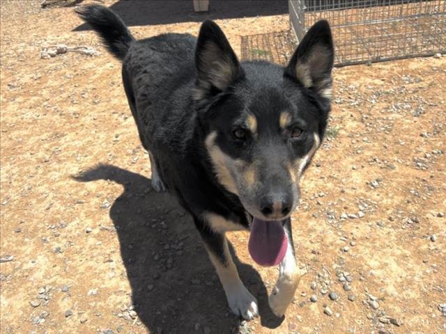 adoptable Dog in Santa Fe, NM named BEAR