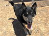 adoptable Dog in , NM named BEAR