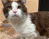 adoptable Cat in santa fe, NM named ANTHONY CLAWFORD