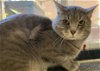 adoptable Cat in , NM named SIR ISAAC MEWTON