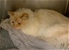 adoptable Cat in , NM named CANTALOUPE
