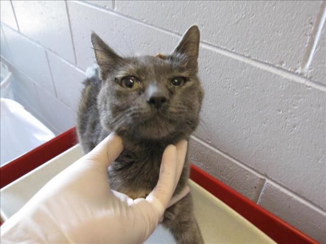 adoptable Cat in Santa Fe, NM named ALEXANDRA