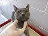 adoptable Cat in , NM named ALEXANDRA