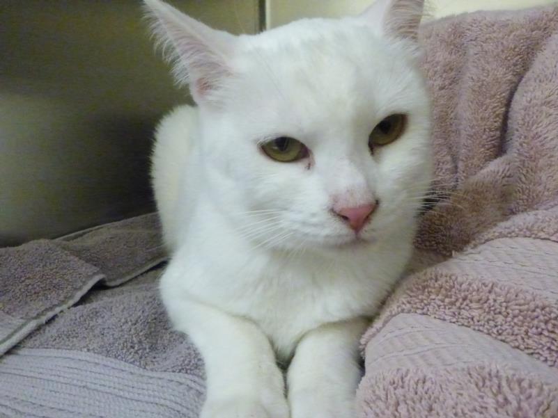 adoptable Cat in Santa Fe, NM named YUKI