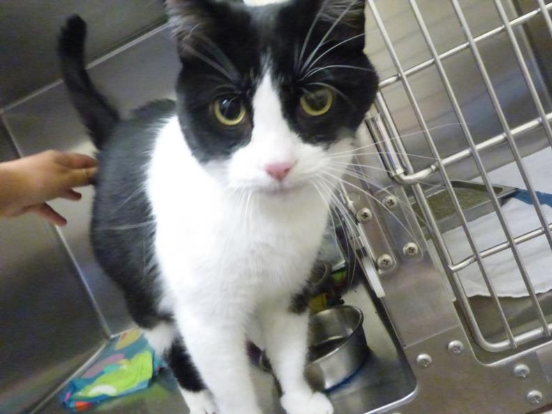 adoptable Cat in Santa Fe, NM named MILLIE