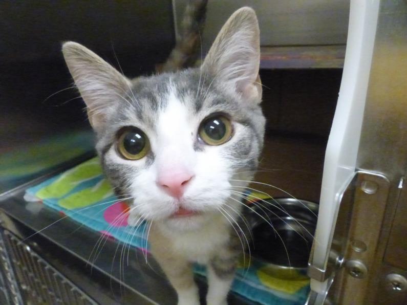 adoptable Cat in Santa Fe, NM named AUDRID