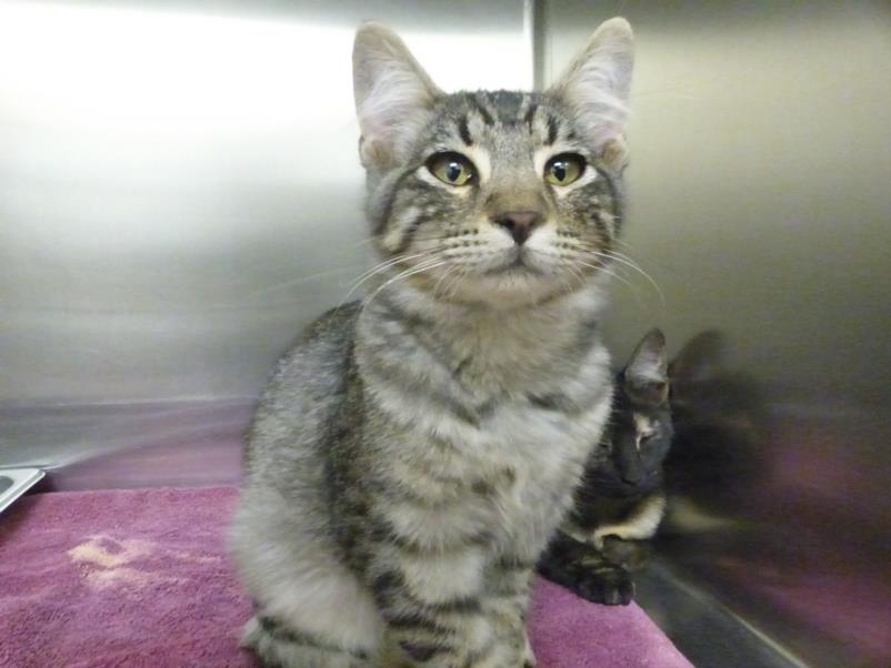 adoptable Cat in Santa Fe, NM named NAVEEN