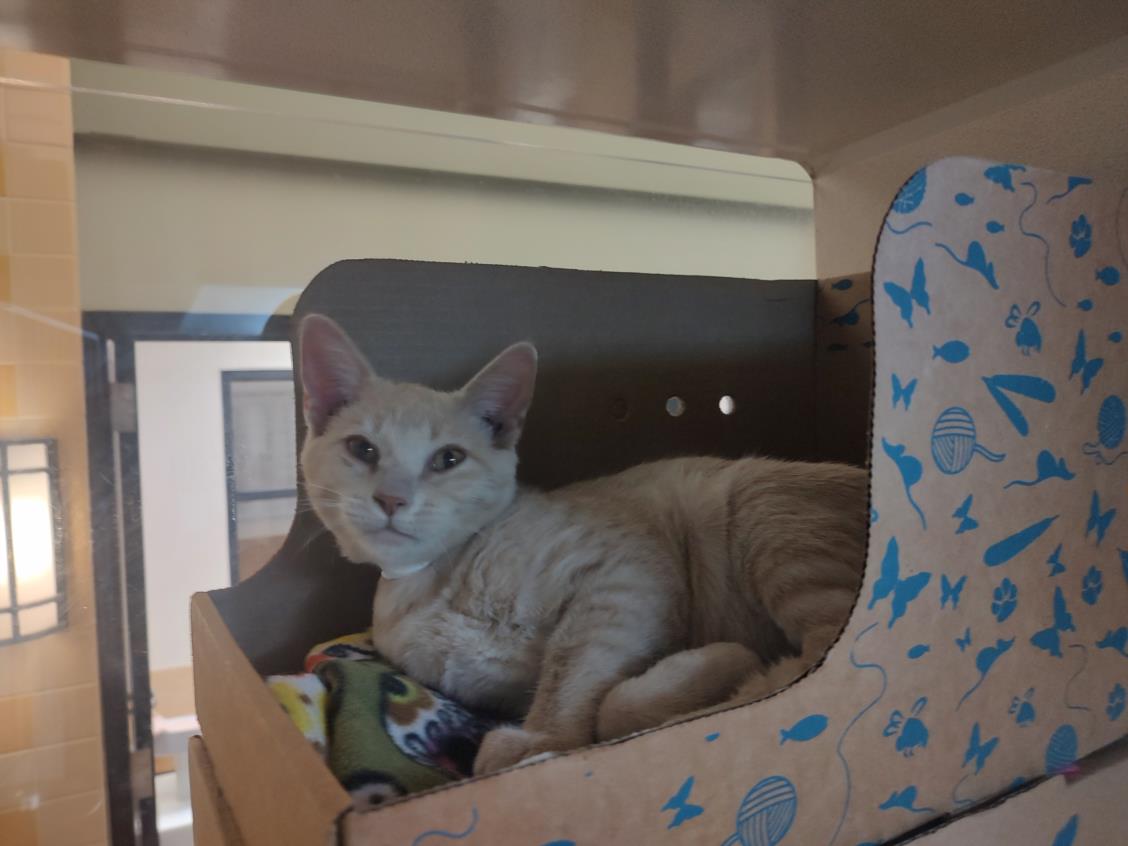 adoptable Cat in Santa Fe, NM named CHAMP