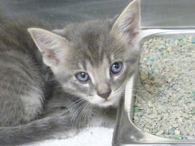 adoptable Cat in Santa Fe, NM named LAVENDER