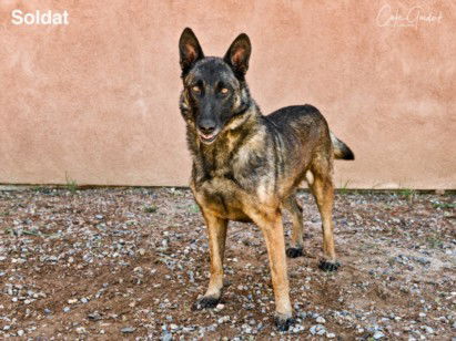 picture of the dog needing adoption