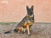 adoptable Dog in , NM named SOLDAT