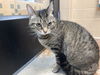 adoptable Cat in , NM named SMOKEY
