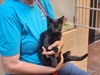 adoptable Cat in , NM named BILLIE THE KID