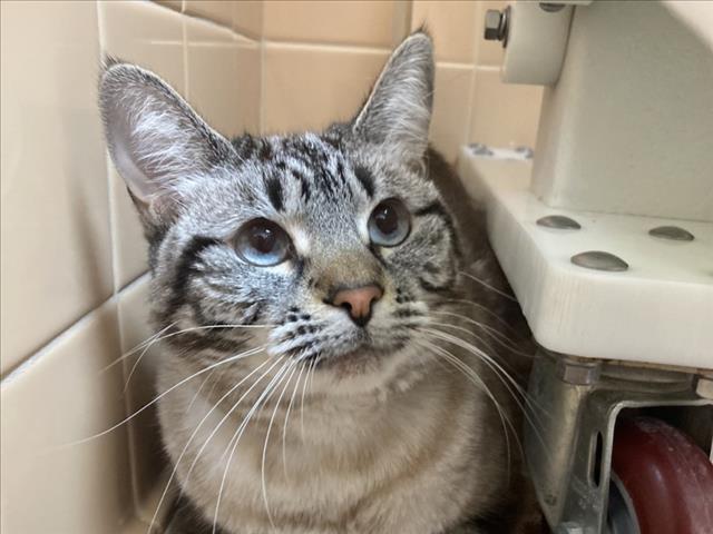 adoptable Cat in Santa Fe, NM named PASCHA