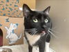 adoptable Cat in , NM named SIF