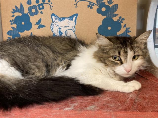 adoptable Cat in Santa Fe, NM named LUCY