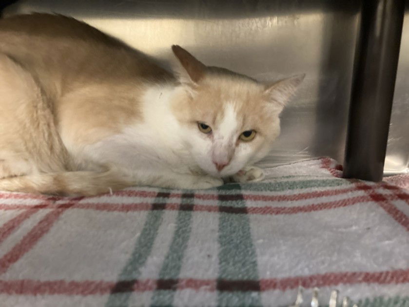 adoptable Cat in Santa Fe, NM named PERRY ELVIS