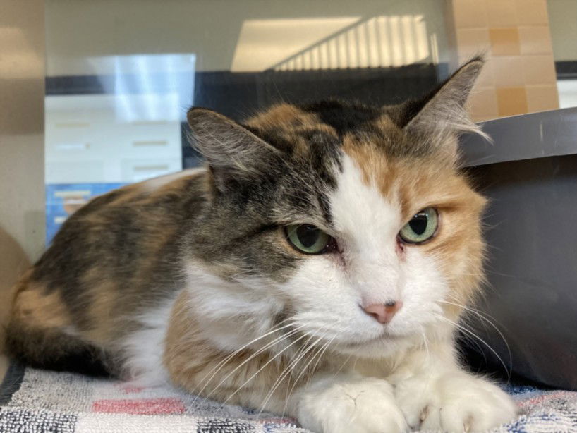 adoptable Cat in Santa Fe, NM named MARY MAY