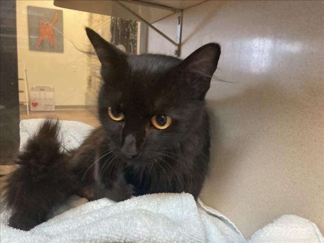 adoptable Cat in Santa Fe, NM named MOLLY