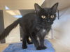 adoptable Cat in  named MOLLY