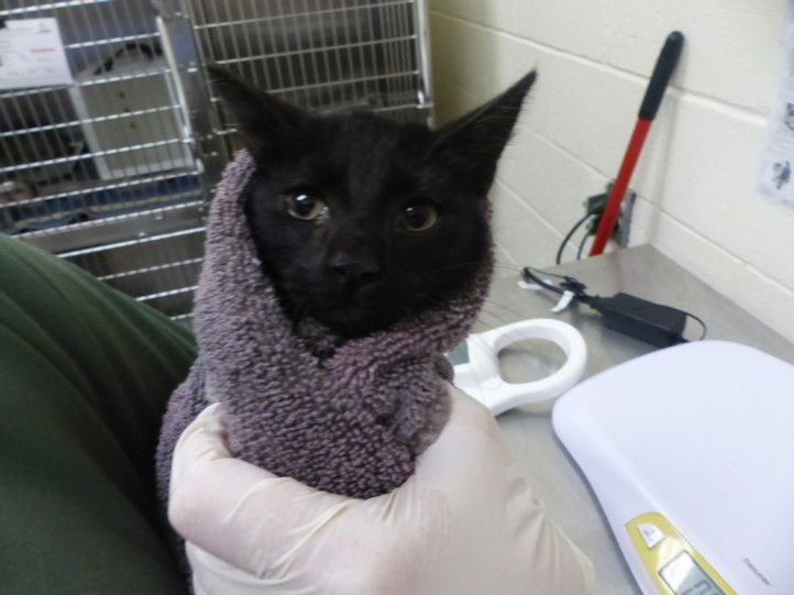 adoptable Cat in Santa Fe, NM named RANGER