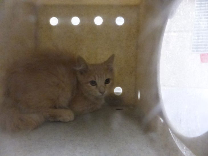 adoptable Cat in Santa Fe, NM named PAT