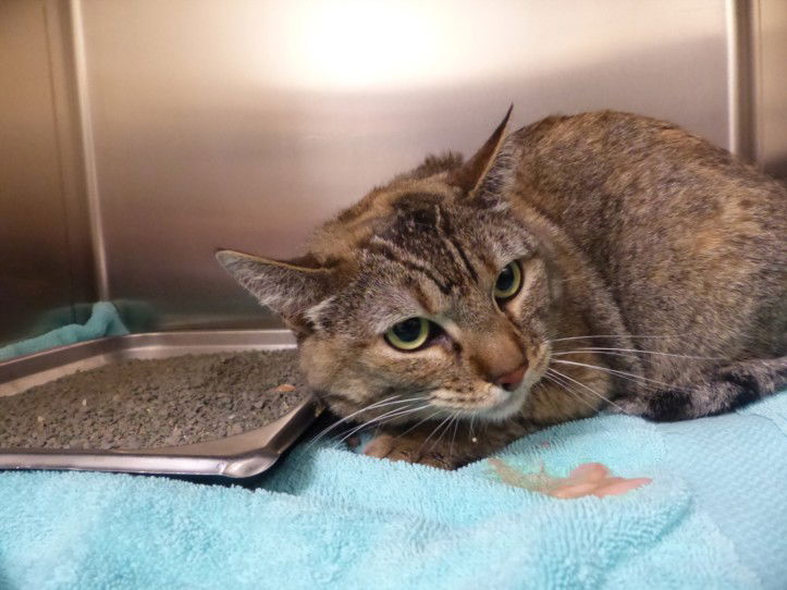 adoptable Cat in Santa Fe, NM named LOXSUS