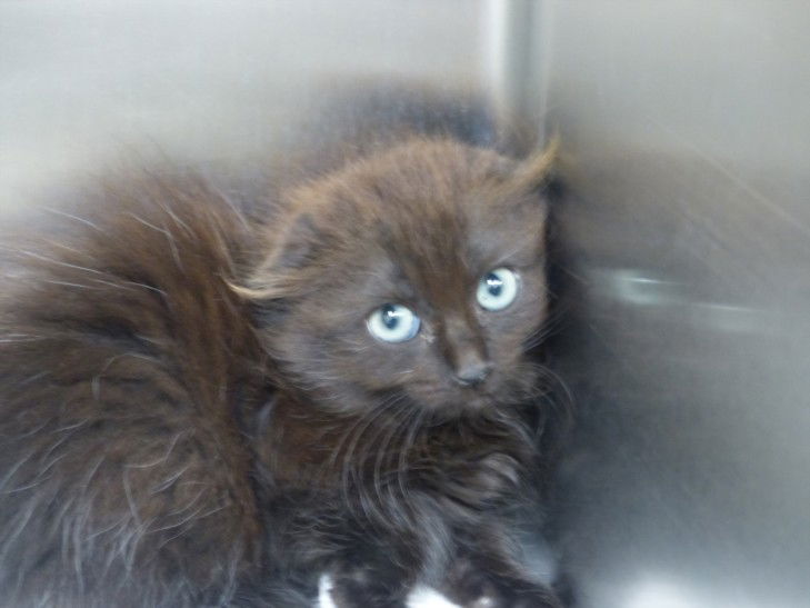 adoptable Cat in Santa Fe, NM named SAPPHIRE