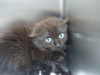 adoptable Cat in  named SAPPHIRE