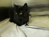 adoptable Cat in  named GERRIE