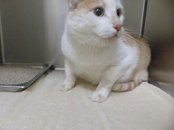 adoptable Cat in Santa Fe, NM named PANZER