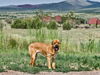 adoptable Dog in , NM named SHOMPI