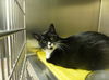adoptable Cat in  named TOMMIE