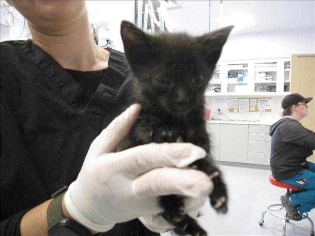 adoptable Cat in Santa Fe, NM named BATMAN