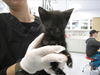 adoptable Cat in , NM named BATMAN