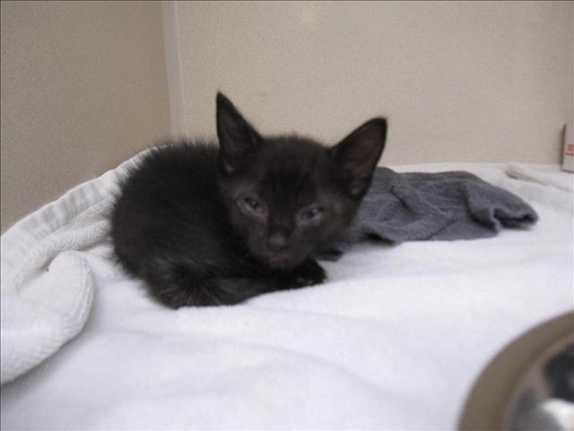adoptable Cat in Santa Fe, NM named ROBIN