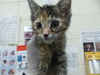 adoptable Cat in  named ELOISE