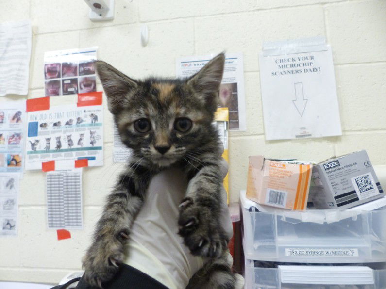 adoptable Cat in Santa Fe, NM named KATHANI