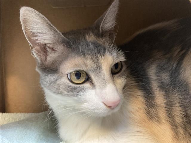 adoptable Cat in Santa Fe, NM named OPAL