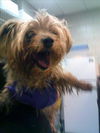 adoptable Dog in ,  named LILY