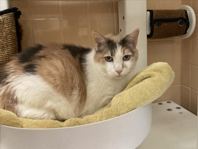 adoptable Cat in Santa Fe, NM named KARMA
