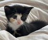 adoptable Cat in , NM named BANDIT