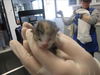 adoptable Cat in , NM named SPACEGIRL