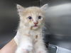 adoptable Cat in  named TANGY