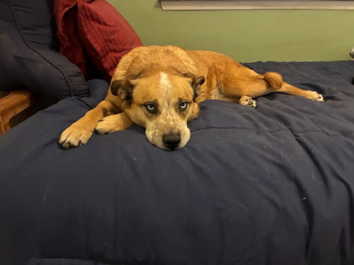picture of the dog needing adoption