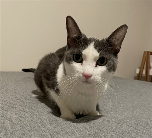 TOMPKINS, an adoptable Domestic Short Hair in Santa Fe, NM